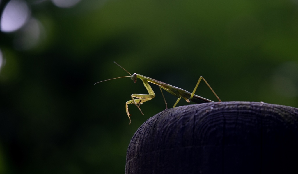 Зеленый богомол стоит на камне