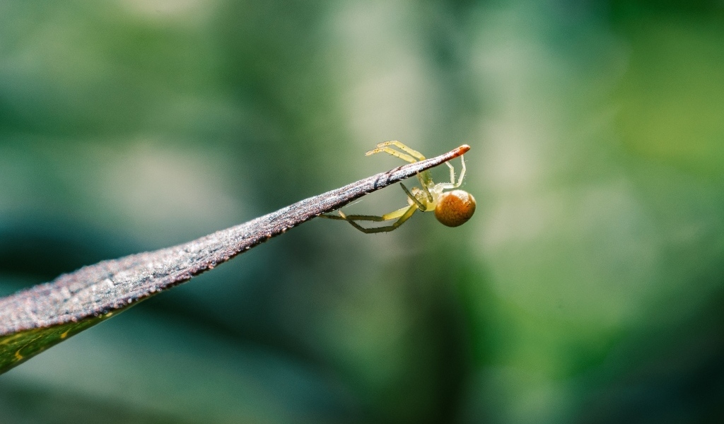 Зеленый паук висит на листе