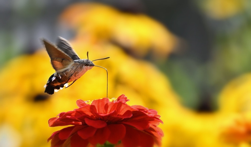 Насекомое бражник над цветком циннии