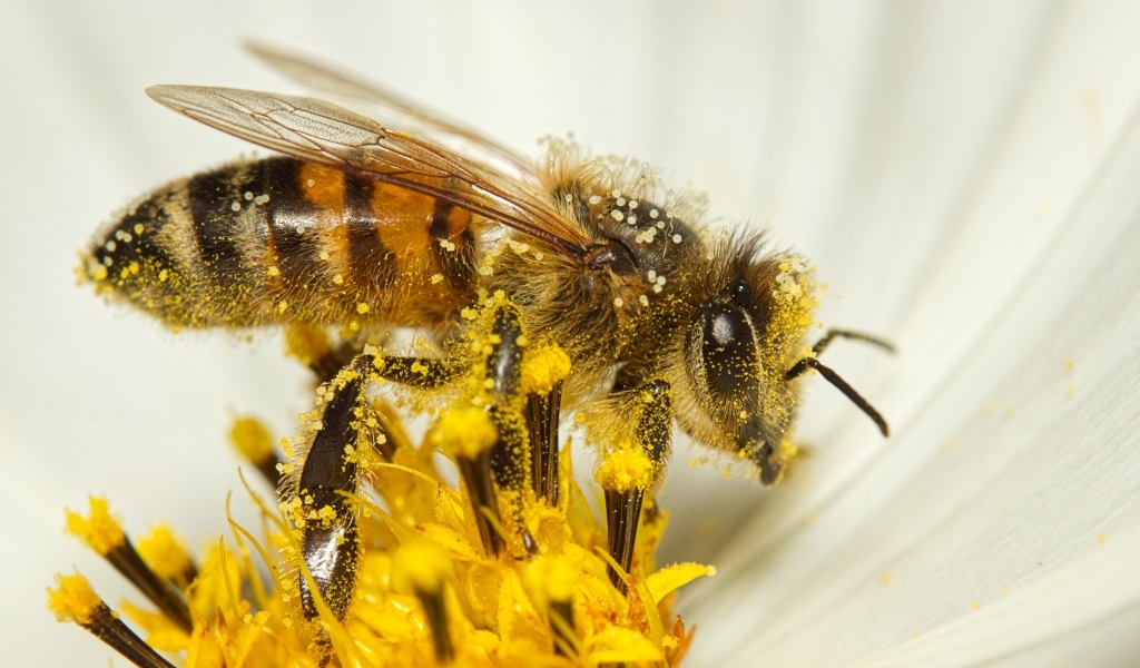 Медоносная пчела собирает нектар на цветке
