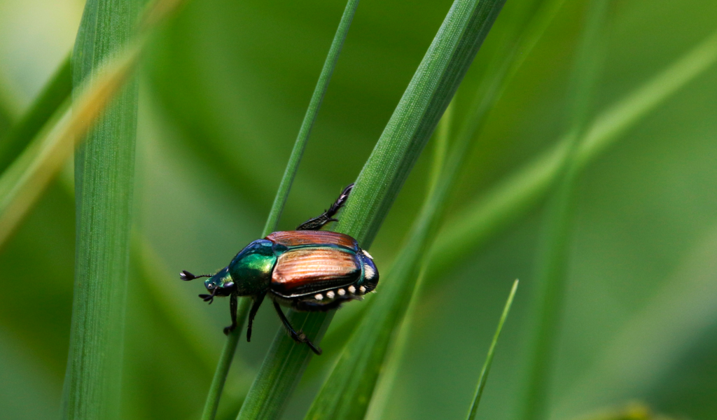 Жук Хрущик японский сидит на зеленой траве