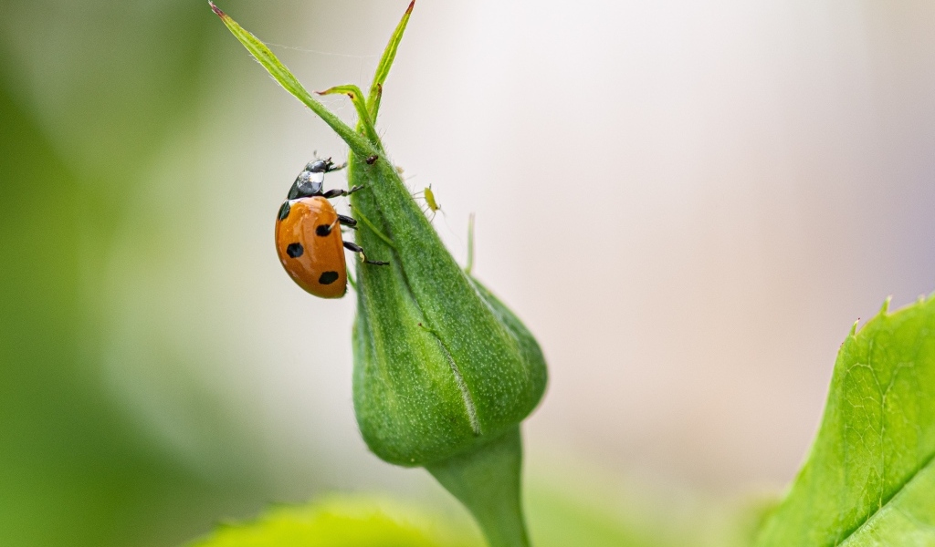 Божья коровка сидит на бутоне розы