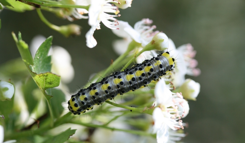 Большая гусеница на ветке с белыми цветами вишни