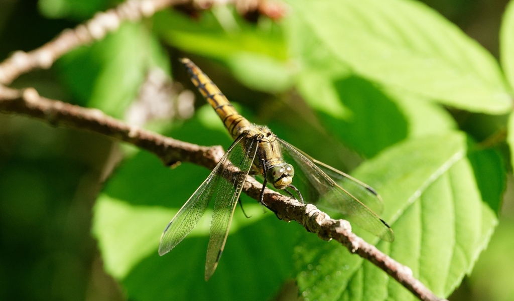 Большая стрекоза на ветке с зелеными листьями