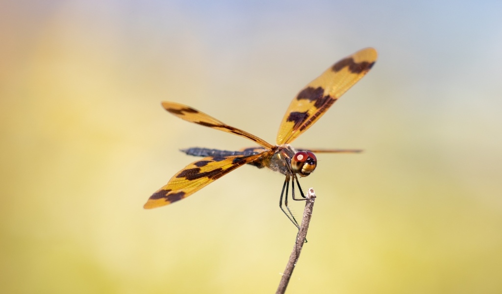 Большая стрекоза сидит на ветке крупным планом