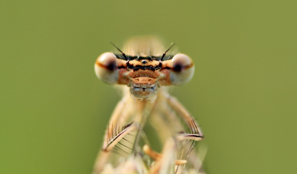 Большие глаза стрекозы крупным планом