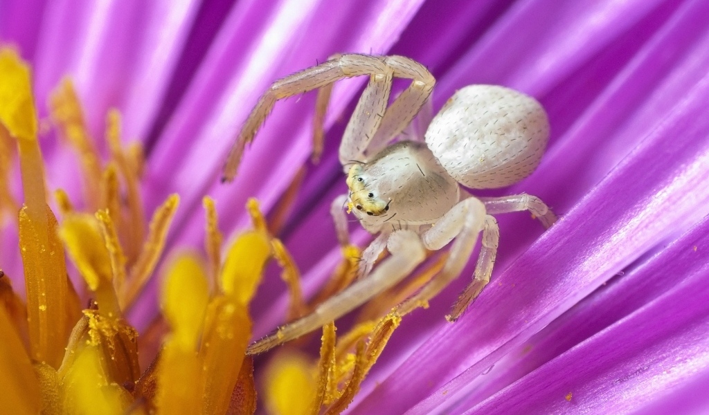 Большой серый паук в середине цветка тюльпана