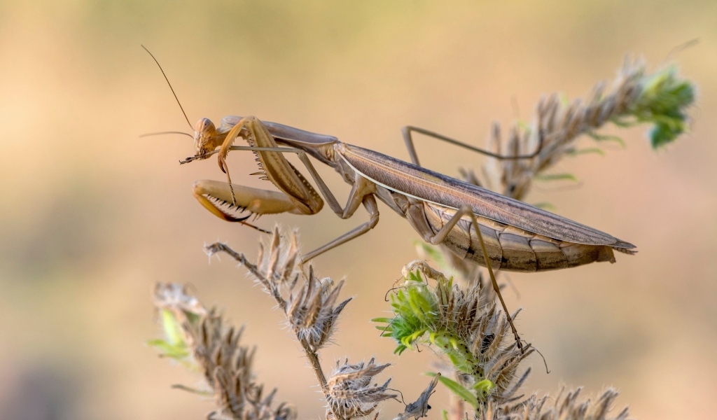 Большой богомол сидит на растении