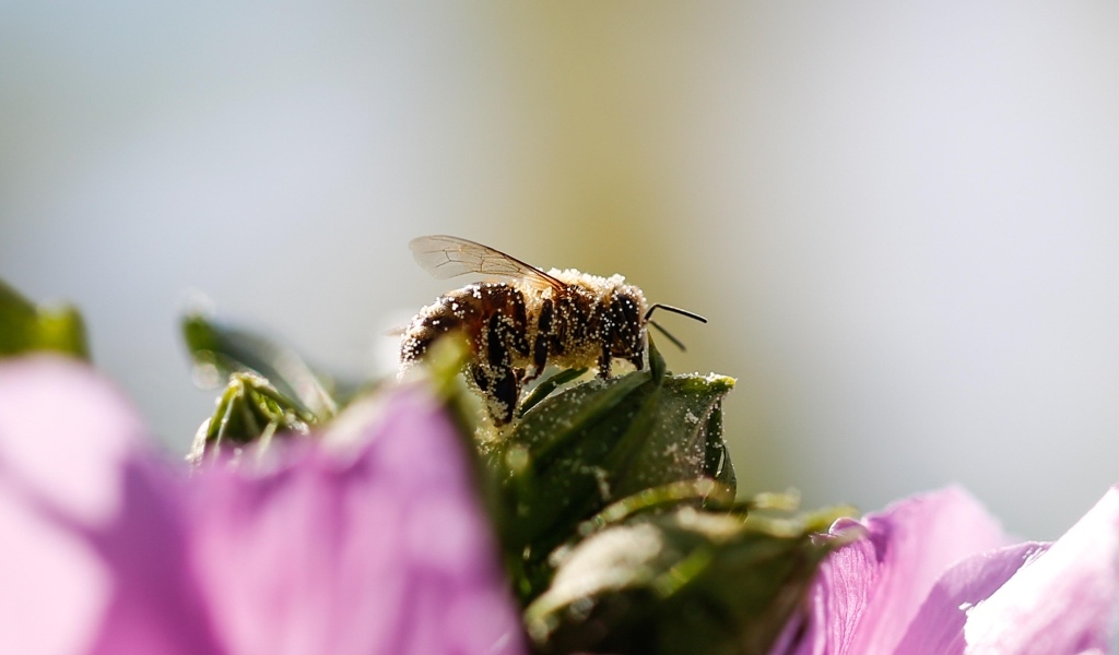 Маленькая пчела  в пыльце на цветке