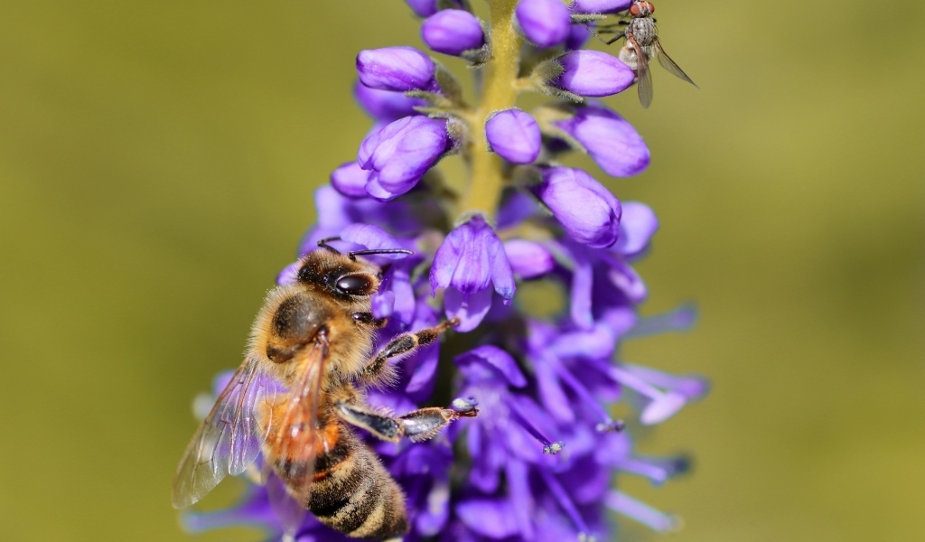 Маленькая пчела сидит на фиолетовом цветке