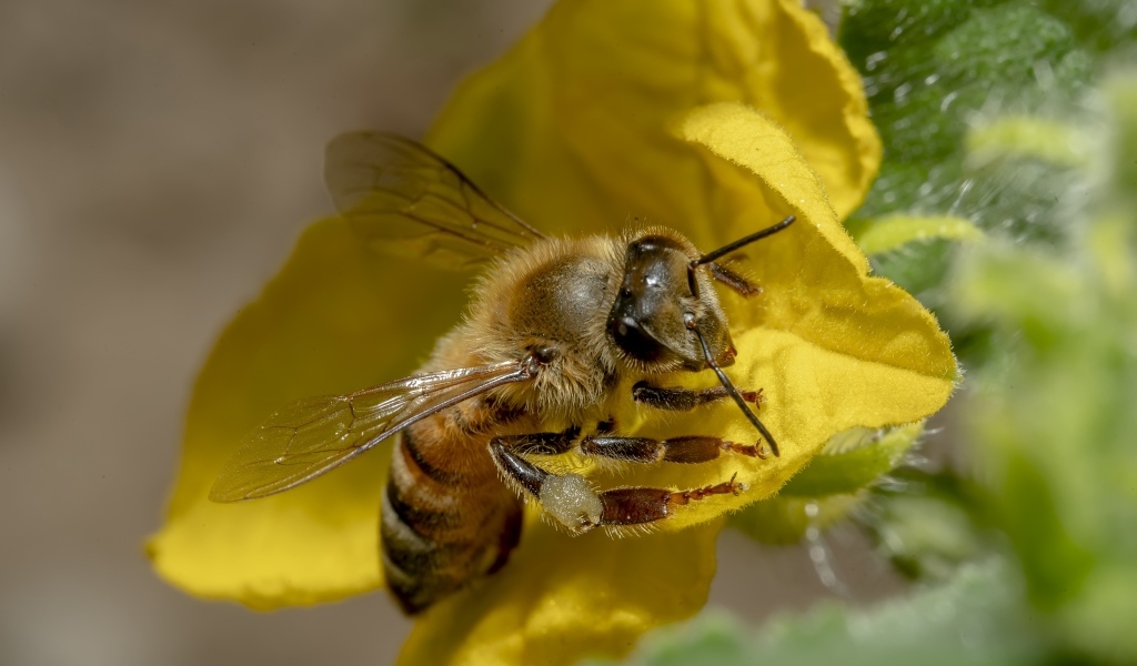 Маленькая пчела сидит на желтом цветке