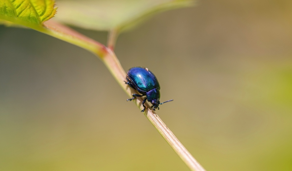 Маленький синий жук сидит на ветке
