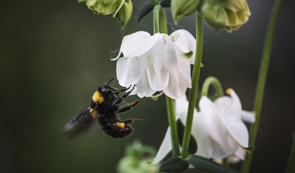 Маленький шмель у белых цветов