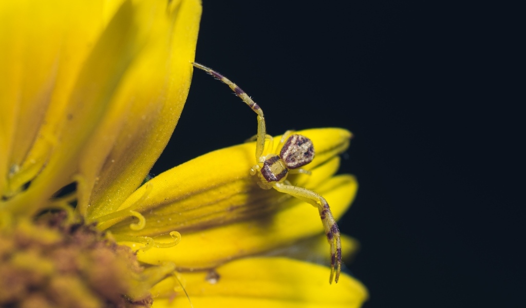 Маленький крабовый паук на желтом цветке 