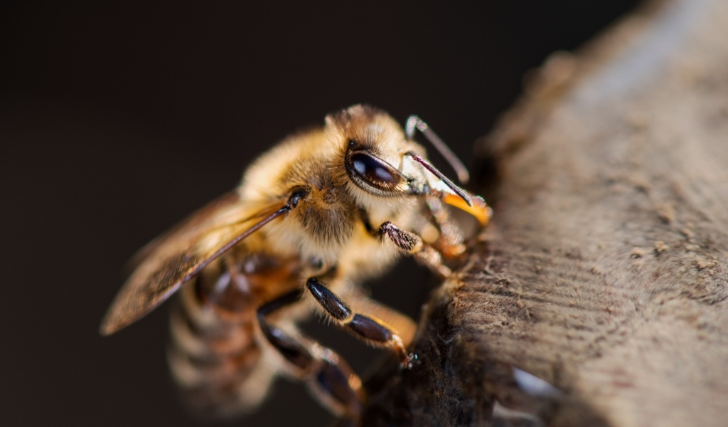 Маленькая медоносная пчела крупным планом