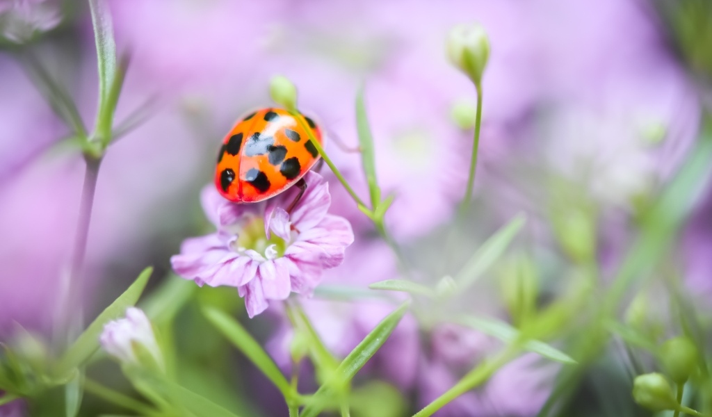 Маленькая божья коровка на розовом цветке