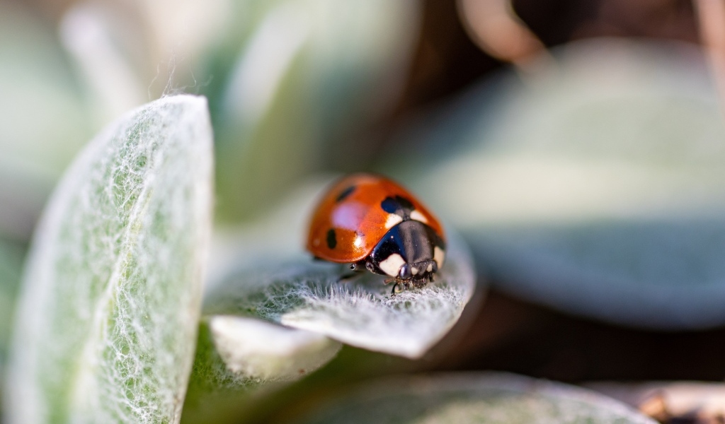 Маленькая красная божья коровка сидит на зеленом листе