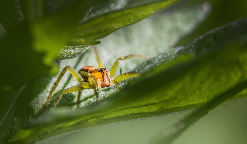 Маленький паук прячется в зеленых листьях