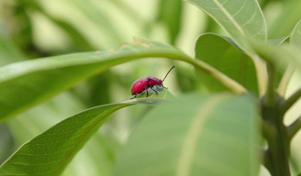 Красный жук сидит в зеленых листьях