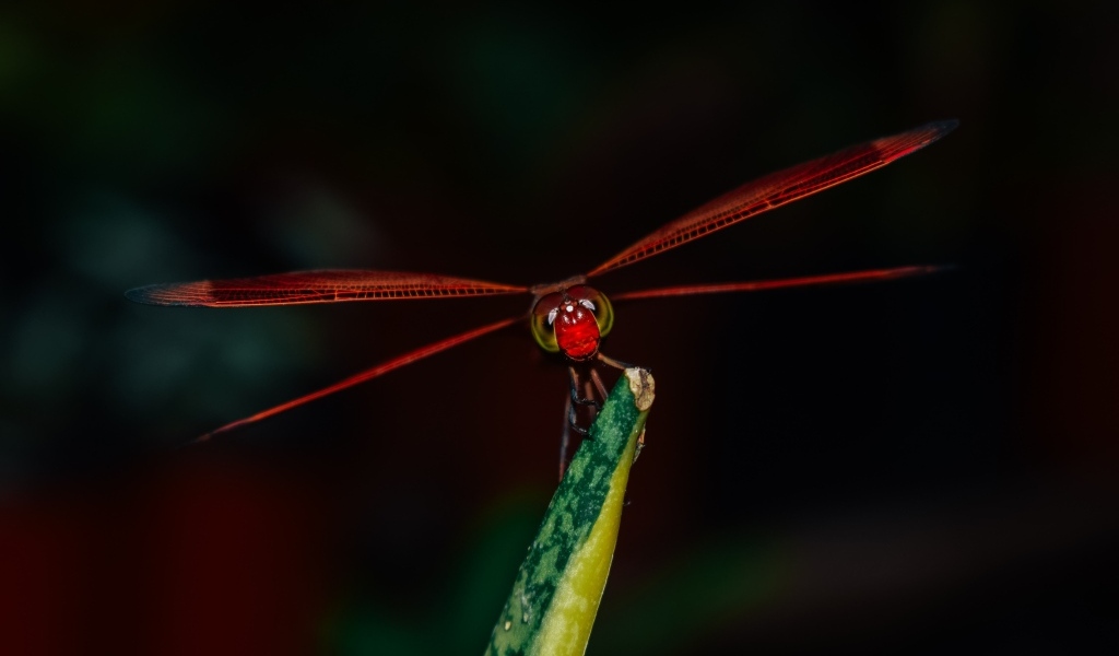 Красная стрекоза сидит на траве