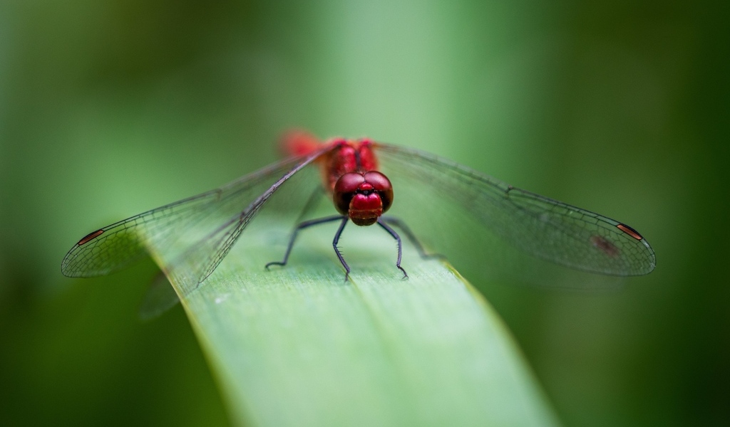 Красная стрекоза с прозрачными крыльями на зеленом листке
