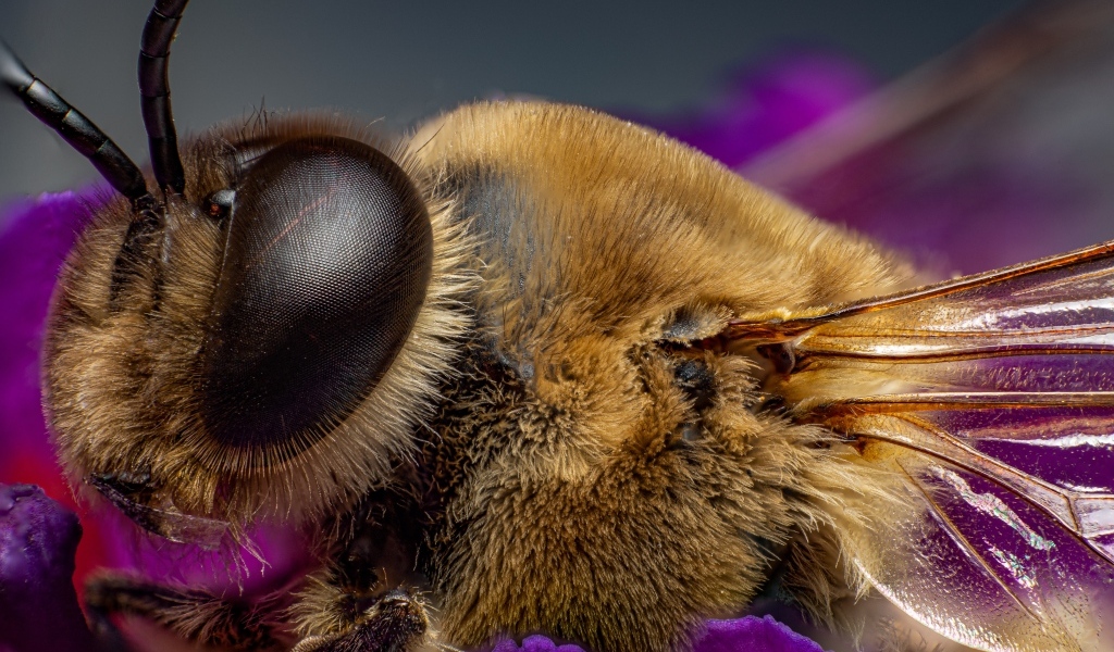Лохматая пчела на цветке крупным планом