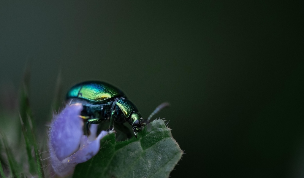Блестящий зеленый жук сидит на листе