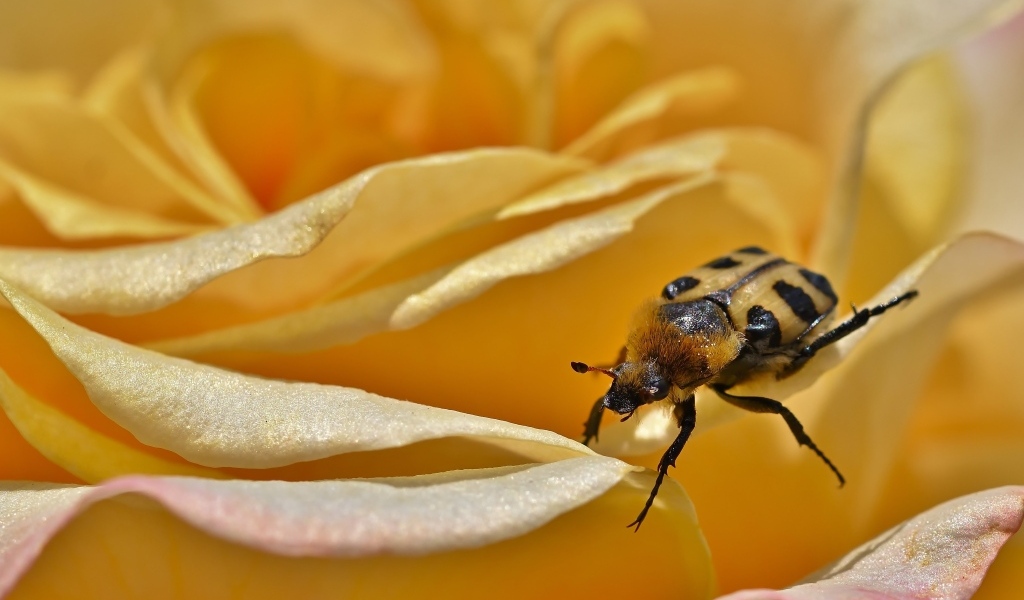 Маленький жук на цветке розы