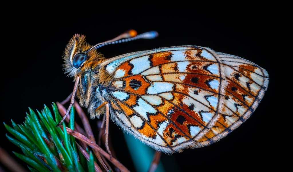 Маленькая коричневая бабочка на черном фоне