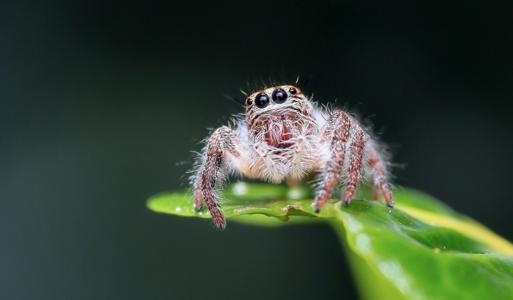 Паук на зеленом листе крупным планом