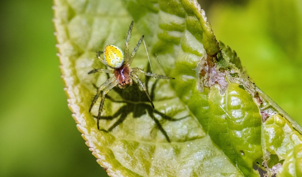 Паук плетет паутину на зеленом листке