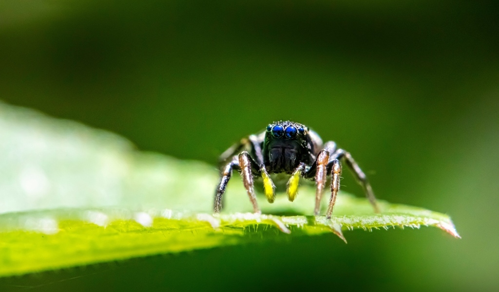 Паук с большими черными глазами на листе