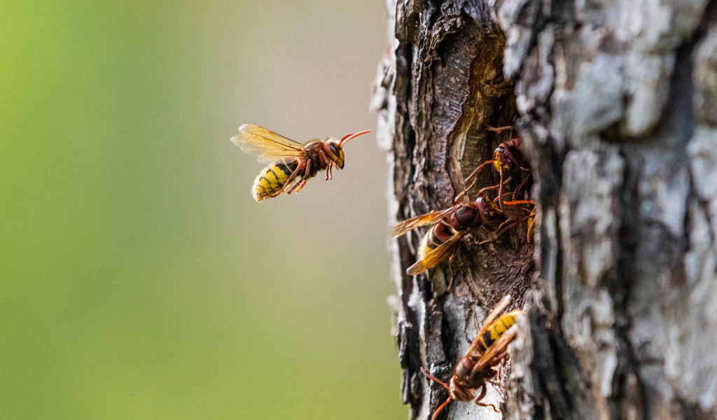 Пчелы сделали улей в дупле дерева