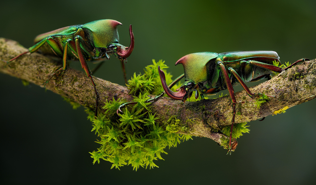 Два жука бронзовки на ветке