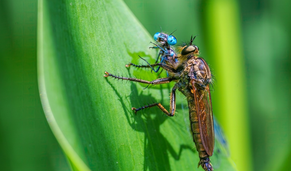 Две стрекозы на зеленом листе