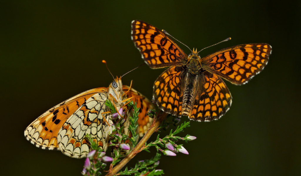 Две крупные бабочки на цветке