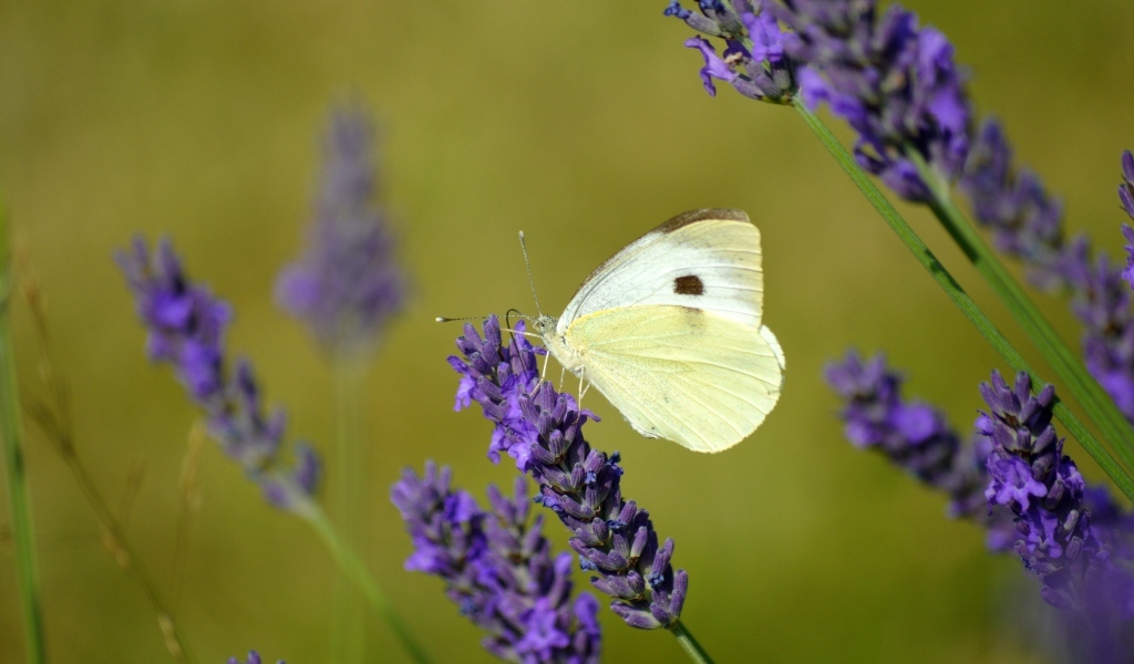 Белая бабочка сидит на цветке лаванды