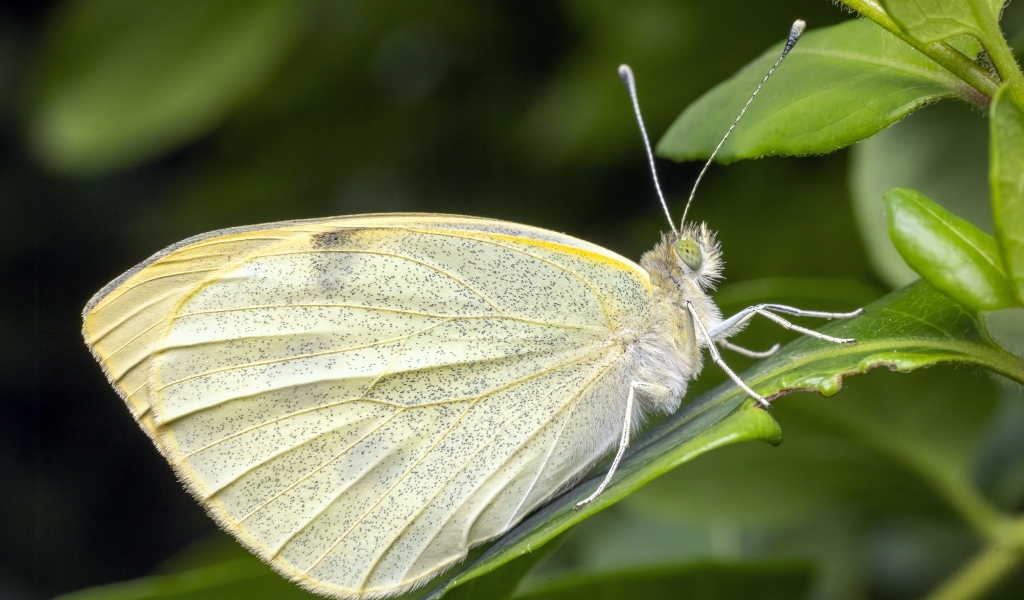 Белая бабочка сидит на зеленом листе
