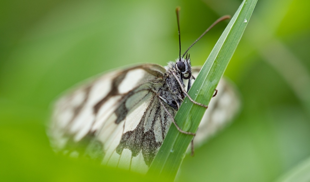 Белая бабочка сидит на зеленой траве
