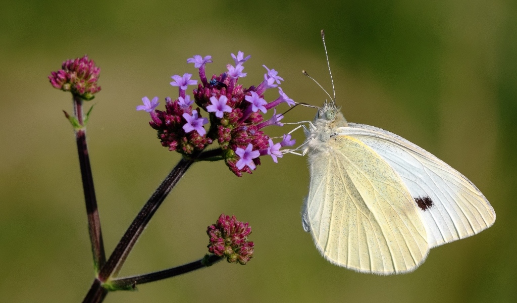 Белая бабочка капустница на цветке