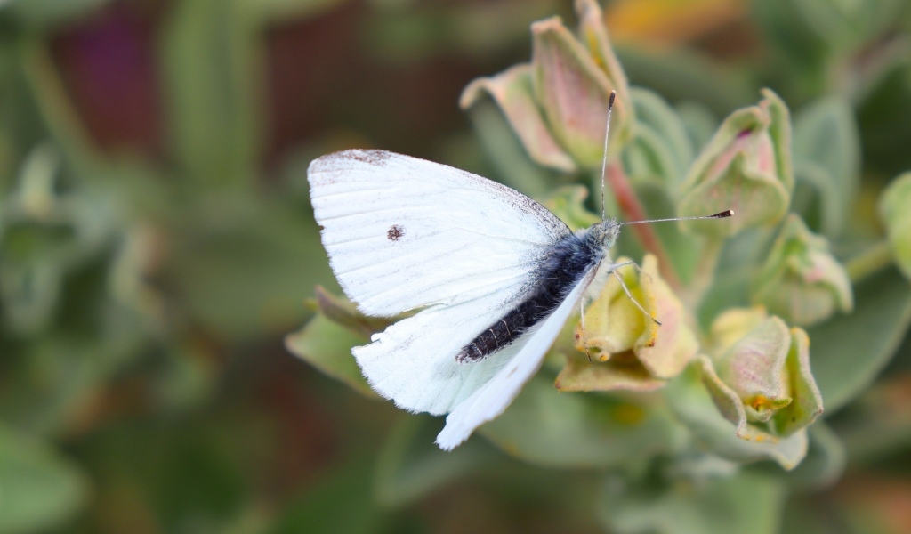 Белая бабочка капустница сидит на цветке