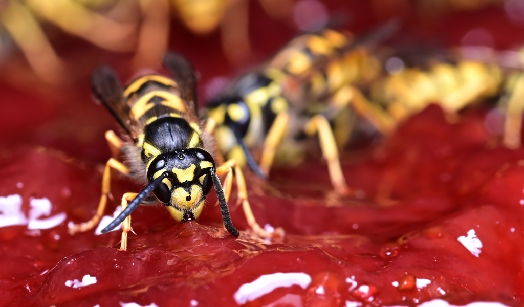Желтые осы сидят на варенье