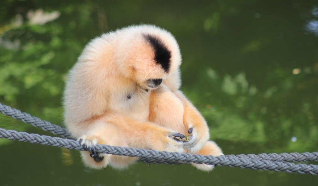 Большой гиббон сидит на канатах