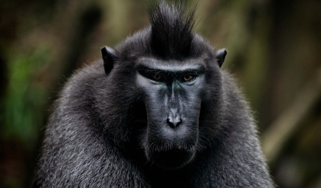 Черная хохлатая макака крупным планом