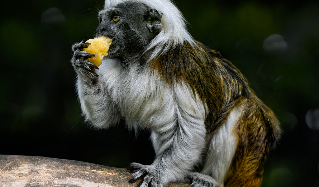 Обезьяна хлопковый тамарин в зоопарке