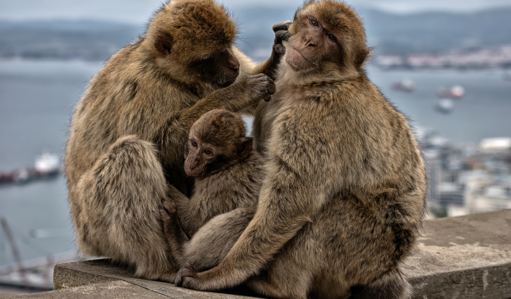 Семья из трех обезьян