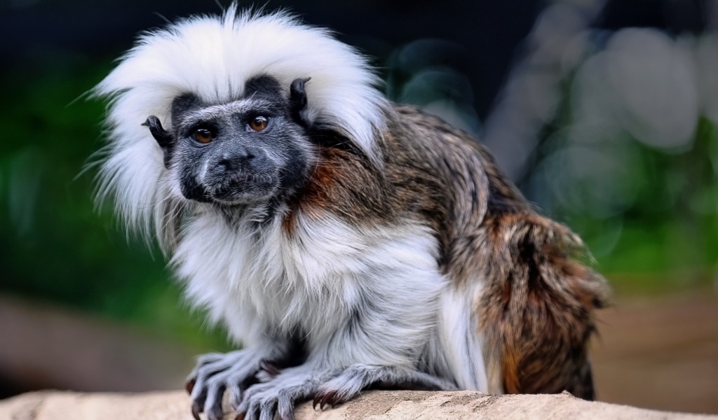 Смешной хлопковый тамарин сидит на дереве