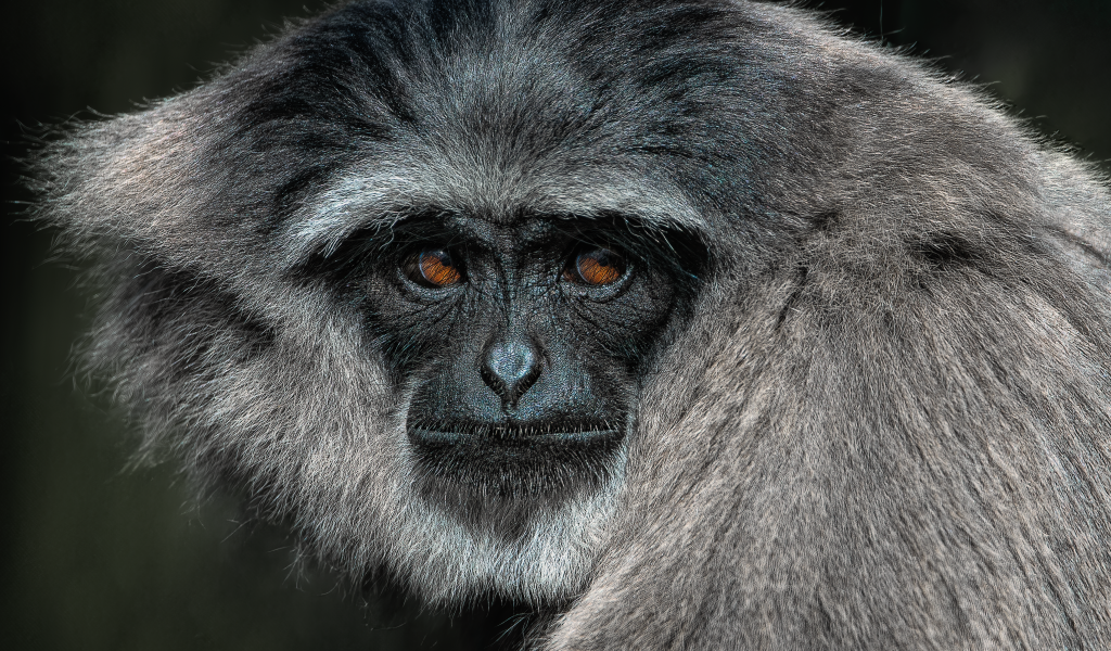 Большой серебристый гиббон