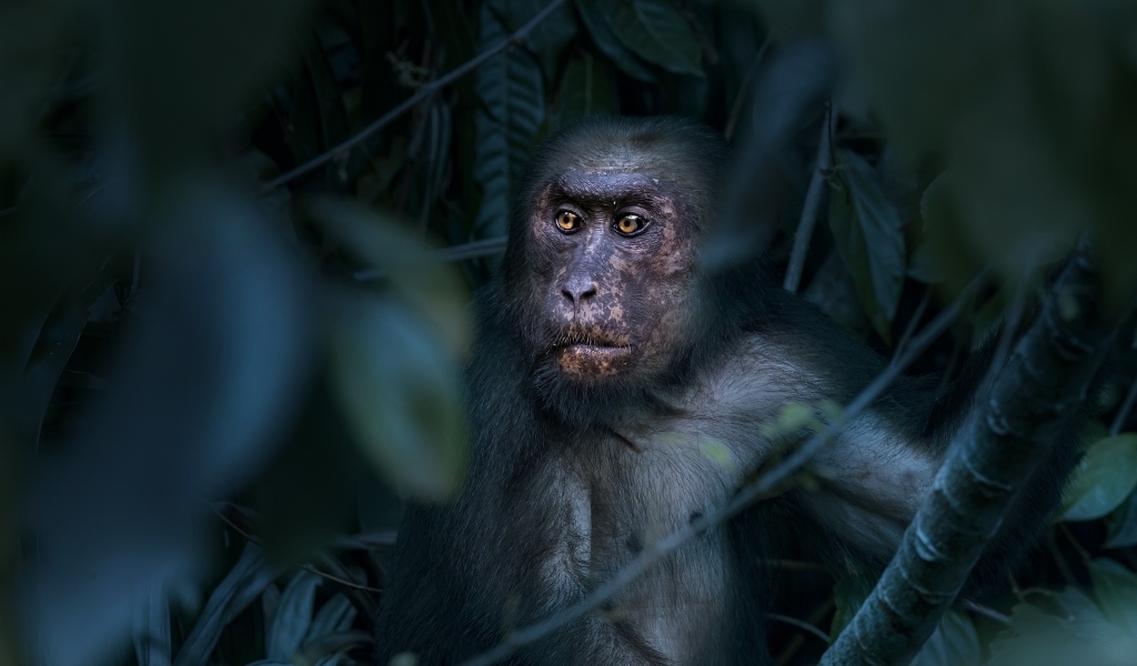 Большая макака сидит в листьях