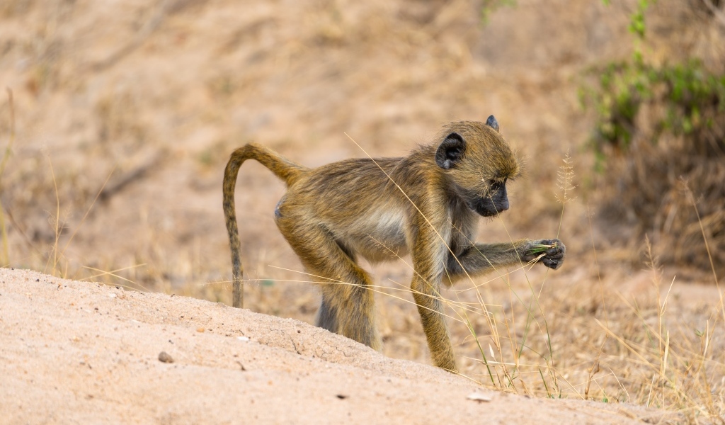 Маленькая обезьянка в сафари парке